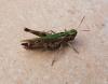 Omocestus rufipes